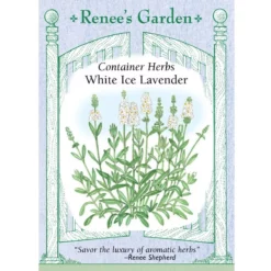 Renee's Garden Container Lavender White Ice