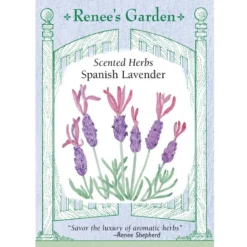 Renee's Garden Spanish Lavender Purple Ribbons