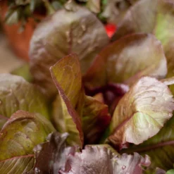 Rouge D'Hiver Lettuce Seeds (Organic) -Grow Organic Sales Shop rouge de hiver a