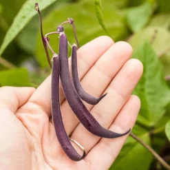 Organic Bean, Bush Royalty Purple Pod (1/2 Lb) -Grow Organic Sales Shop royalty purple pod 9 1 1 1
