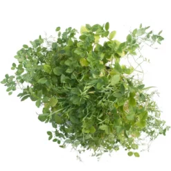 Peaceful Valley Premium Soil Builder Mix - Raw Seed (lb) -Grow Organic Sales Shop scm120 a 2