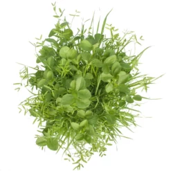 Peaceful Valley Budget Soil Builder Mix - Raw Seed (lb) 6 Peaceful Valley Budget Soil Builder Mix - Raw Seed (lb) -Grow Organic Sales Shop scm125 b