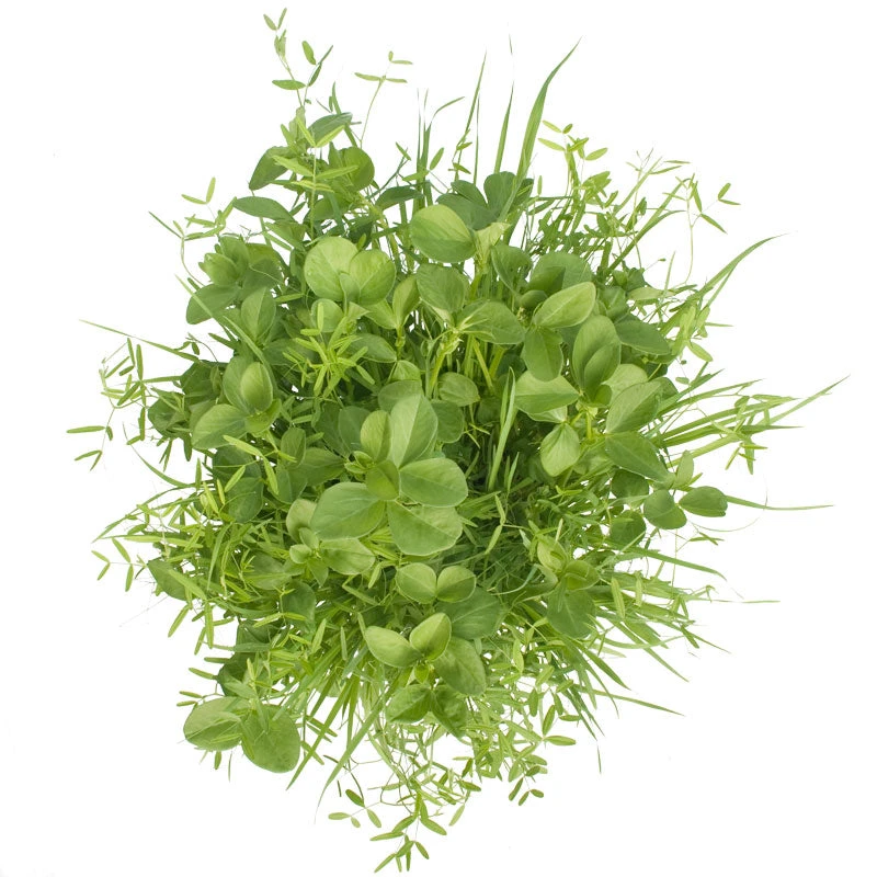 Peaceful Valley Budget Soil Builder Mix - Raw Seed (lb) 3 Peaceful Valley Budget Soil Builder Mix - Raw Seed (lb) - Image 3