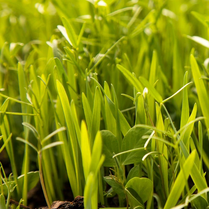 Peaceful Valley Budget Soil Builder Mix - Raw Seed (lb) 2 Peaceful Valley Budget Soil Builder Mix - Raw Seed (lb) - Image 2