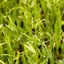 Peaceful Valley Budget Soil Builder Mix - Raw Seed (lb) 7 Peaceful Valley Budget Soil Builder Mix - Raw Seed (lb) -Grow Organic Sales Shop scm125 web3