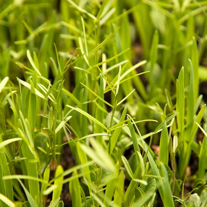 Peaceful Valley Budget Soil Builder Mix - Raw Seed (lb) 4 Peaceful Valley Budget Soil Builder Mix - Raw Seed (lb) - Image 4