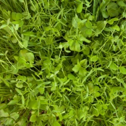 Organic Peaceful Valley Budget Soil Builder Mix - Raw Seed (lb) -Grow Organic Sales Shop scm125 budget soil builder web 1