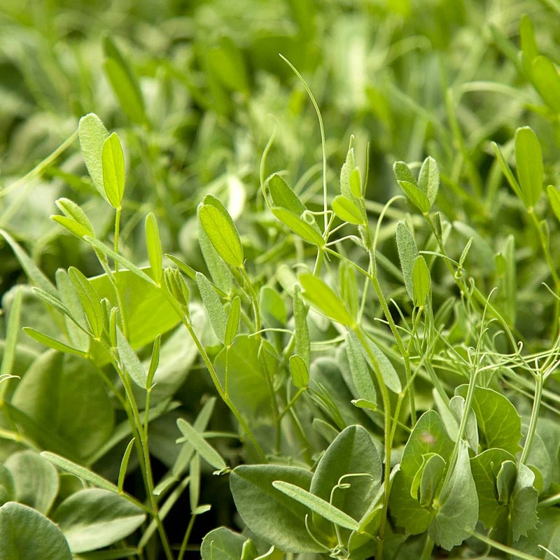 Peaceful Valley Nitro-Max Plow Down Mix Seed (lb) 2 Peaceful Valley Nitro-Max Plow Down Mix Seed (lb) - Image 2