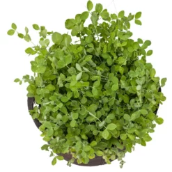 Peaceful Valley Winter Edible Cover Crop Mix - Raw Seed (lb) -Grow Organic Sales Shop scm900