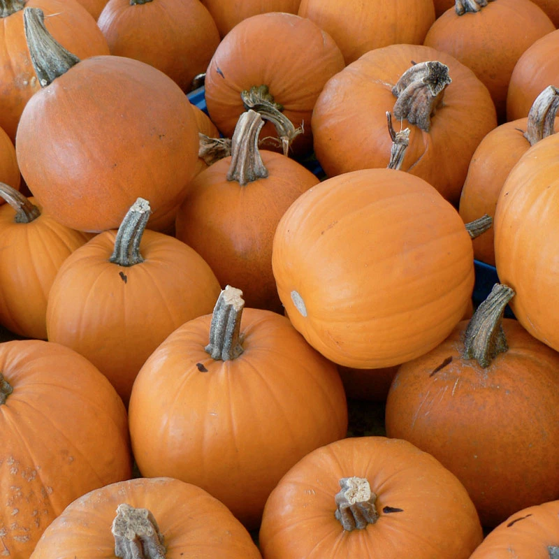 Organic Pumpkin, Small Sugar (1/4 Lb) 2 Organic Pumpkin, Small Sugar (1/4 Lb) - Image 2