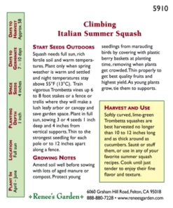 Renee's Garden Squash Summer Climbing Trombetta Di Albinga (Heirloom) 5 Renee's Garden Squash Summer Climbing Trombetta Di Albinga (Heirloom) -Grow Organic Sales Shop snv4050 pb