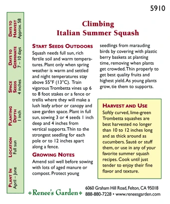 Renee's Garden Squash Summer Climbing Trombetta Di Albinga (Heirloom) 3 Renee's Garden Squash Summer Climbing Trombetta Di Albinga (Heirloom) - Image 3