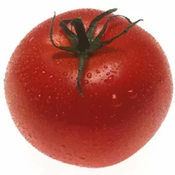 Organic Tomato, Burbank (1 Oz) -Grow Organic Sales Shop snv5424 hi 1