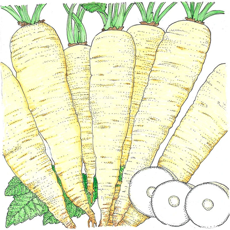 Turga Parsnip Seeds (Organic) 2 Turga Parsnip Seeds (Organic) - Image 2