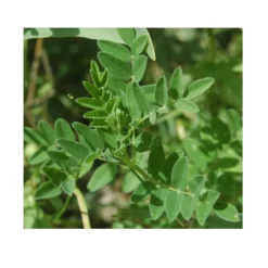 Strictly Medicinal Organic Astragalus -Grow Organic Sales Shop snv7004 web