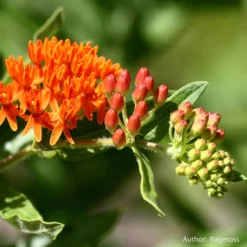 Strictly Medicinal Organic Pleurisy Root 5 Strictly Medicinal Organic Pleurisy Root -Grow Organic Sales Shop snv7032b