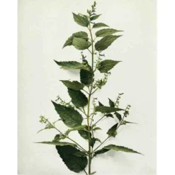 Strictly Medicinal Organic Skullcap -Grow Organic Sales Shop snv7036b