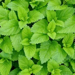 Strictly Medicinal Organic Lemon Balm -Grow Organic Sales Shop snv7070 web