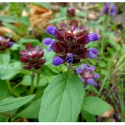 Strictly Medicinal Organic Self Heal (Prunella Vulgaris) -Grow Organic Sales Shop snv7079 web