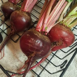 Early Wonder Tall Beet Seeds (Organic) -Grow Organic Sales Shop snv8017 web2