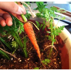 Little Finger Carrot Seeds (Organic) -Grow Organic Sales Shop snv8026 web