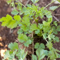 Organic Cilantro 5 Organic Cilantro -Grow Organic Sales Shop snv8035 a 2