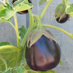 Black Beauty Eggplant Seeds (Organic) -Grow Organic Sales Shop snv8053 web