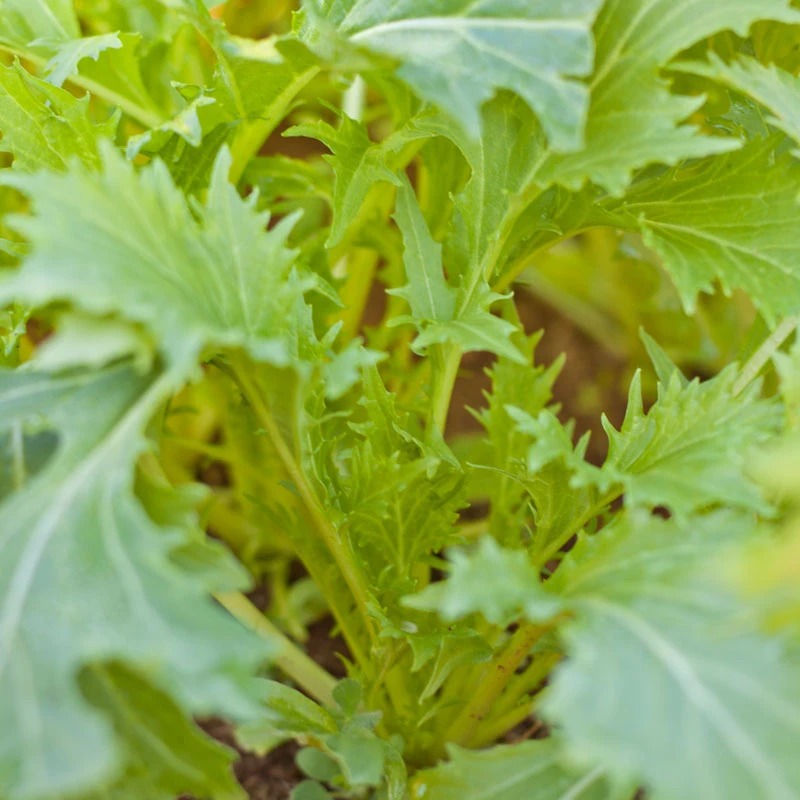 Mustard Mizuna Greens Seeds (Organic) 2 Mustard Mizuna Greens Seeds (Organic) - Image 2