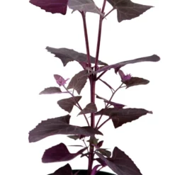 Red Orach Seeds (Organic) -Grow Organic Sales Shop snv8064 web