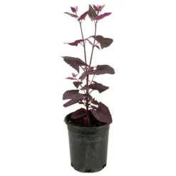 Organic Orach, Red (1 Oz) -Grow Organic Sales Shop snv8064 web2 1