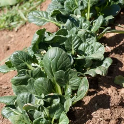 Mustard Tatsoi Greens Seeds (Organic) -Grow Organic Sales Shop snv8065
