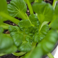 Mustard Tatsoi Greens Seeds (Organic) -Grow Organic Sales Shop snv8065 web