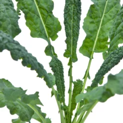 Organic Kale, Lacinato (1/4 Lb) 5 Organic Kale, Lacinato (1/4 Lb) -Grow Organic Sales Shop snv8067 web 1