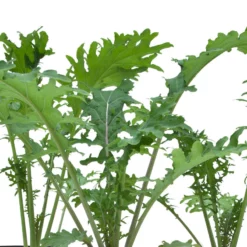 Organic Kale, Red Russian (1/4 Lb) -Grow Organic Sales Shop snv8070 web 1