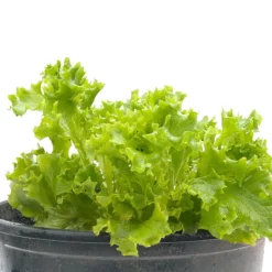 Tango Lettuce Seeds (Organic) -Grow Organic Sales Shop snv8075 web
