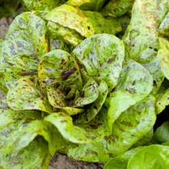 Freckles Lettuce Seeds (Organic) -Grow Organic Sales Shop snv8078 a 2