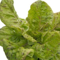 Freckles Lettuce Seeds (Organic) -Grow Organic Sales Shop snv8078 web 1