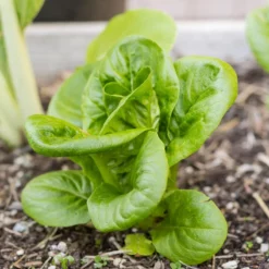 Mesclun Spicy Mix Greens Seeds (Organic) -Grow Organic Sales Shop snv8079 14 2 1