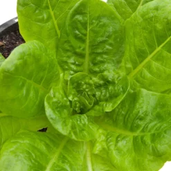 Buttercrunch Lettuce Seeds (Organic) 5 Buttercrunch Lettuce Seeds (Organic) -Grow Organic Sales Shop snv8084 web