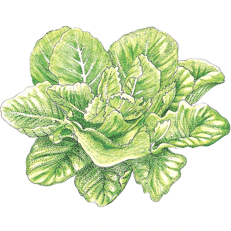 Parris Island Cos Lettuce Seeds (Organic) 2 Parris Island Cos Lettuce Seeds (Organic) - Image 2