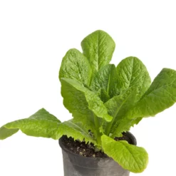 Parris Island Cos Lettuce Seeds (Organic) 6 Parris Island Cos Lettuce Seeds (Organic) -Grow Organic Sales Shop snv8090 web2