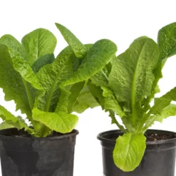 Parris Island Cos Lettuce Seeds (Organic) 7 Parris Island Cos Lettuce Seeds (Organic) -Grow Organic Sales Shop snv8090 web3