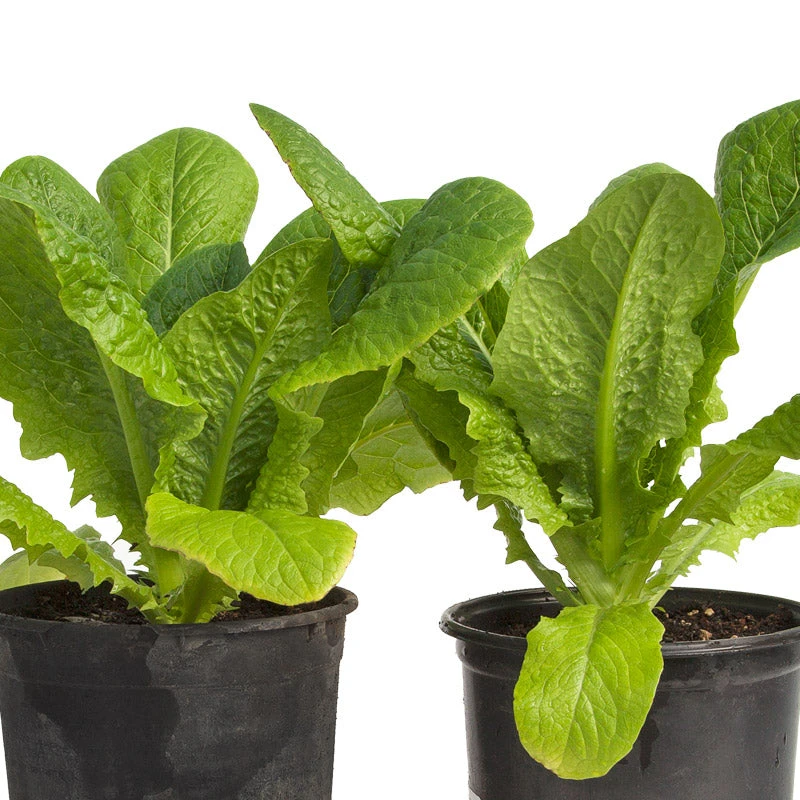 Parris Island Cos Lettuce Seeds (Organic) 4 Parris Island Cos Lettuce Seeds (Organic) - Image 4