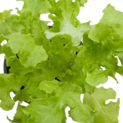 Organic Lettuce, Green Salad Bowl (1/4 Lb) -Grow Organic Sales Shop snv8092 web 1 1