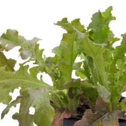 Red Salad Bowl Lettuce Seeds (Organic) -Grow Organic Sales Shop snv8093 web
