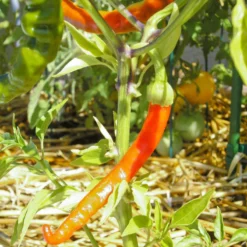 Hot Cayenne Slim Pepper Seeds (Organic) -Grow Organic Sales Shop snv8119