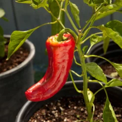 Marconi Red Sweet Pepper Seeds (Organic) -Grow Organic Sales Shop snv8126 web