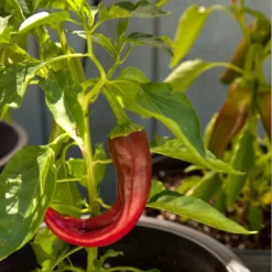 Organic Pepper, Hot New Mexico Joe Parker (1 Oz) -Grow Organic Sales Shop snv8127 web1 1