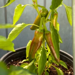 Organic Pepper, Hot New Mexico Joe Parker (1 Oz) -Grow Organic Sales Shop snv8127 web2 1