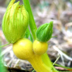 Big Max Pumpkin Seeds (Organic) -Grow Organic Sales Shop snv8136 baby 1